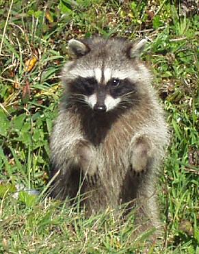 Crab Raccoon